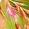 Bulk Prairie Grass Seed 10,000 Count - Native Ornamental Drought Tolerant for Landscaping