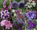 African Violet Leaf Cuttings Box – 10 Varieties, Variegated, Standards & Trailers, Saintpaulia spp. Indoor Plant Propagation Kit