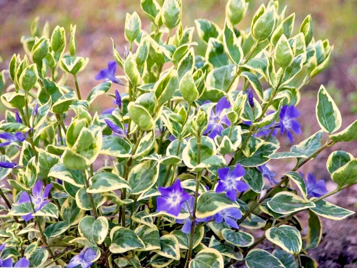 Variegated Vinca Minor Ground Cover Plants 12" Live Perennials 4 Pack, Drought Tolerant, Low Maintenance, Full Sun to Partial Shade