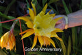 Epiphyllum Orchid Cactus Cuttings - 4 Rooted Epiphyllum hybrid with New Growth, Golden Anniversary, Succulent Plant