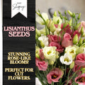 Lisianthus Seeds - 100 Non-GMO Heirloom Flower Seeds - Eustoma grandiflorum for Garden, Cut Flowers, Borders