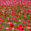 Shirley Poppy Seeds - Red & Pink Mix, Garden Ready, Papaver rhoeas, Annual Flower, Easy to Grow, Free Shipping
