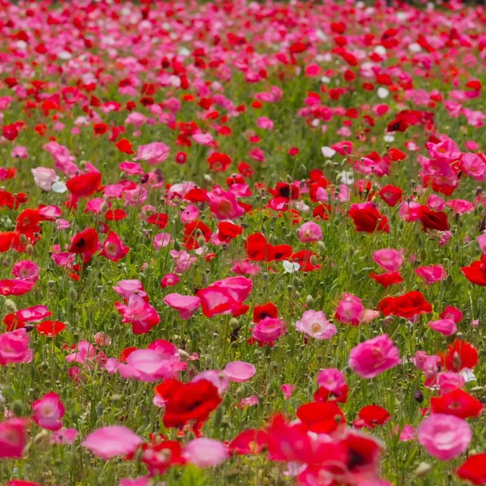 Shirley Poppy Seeds - Red & Pink Mix, Garden Ready, Papaver rhoeas, Annual Flower, Easy to Grow, Free Shipping