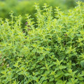 Oregano Herb Seeds - 10 Fresh Non-GMO Seeds for Planting - Origanum vulgare - Indoor & Outdoor Gardening