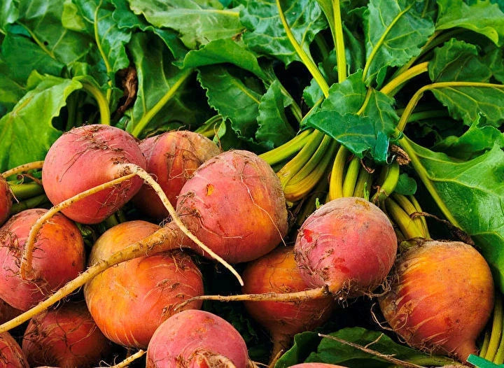 Golden Detroit Beet Seeds - 100 Count Packets, Round Golden Yellow Beta vulgaris for Salads, Roasting & Juicing