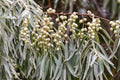 American Silverberry Seeds for Planting, Elaeagnus commutata, Hardy Shrub, 5 Rare Seeds for Garden and Landscaping