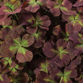 Live Starter Plant - Trifolium repens '4 Luck® Coco Mint' Burgundy-Green Foliage Ground Cover
