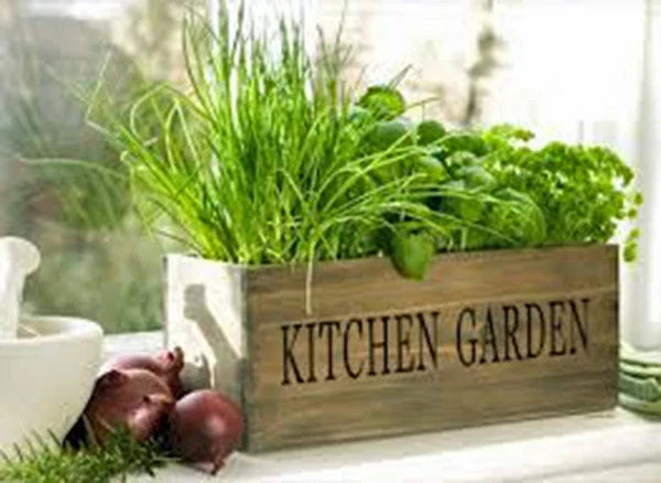 Herb Garden Seed Collection – 6 Heirloom Organic Culinary Herbs Pack – Basil, Parsley, Cilantro, Chives, Dill, Oregano