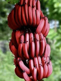 Cuban Red Banana Plant - 2 Live Musa acuminata var. 'Red' Tropical Indoor Outdoor Decor