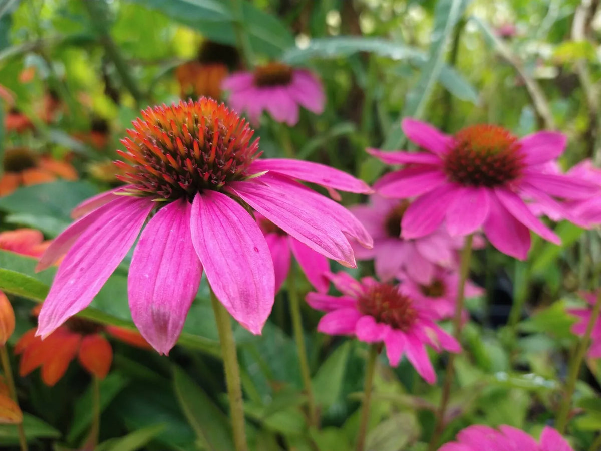 Echinacea purpurea Pow Wow Wild Berry Live Perennial Starter Plants – Magenta Pink Flowers, 4 Plugs, Butterfly & Pollinator Attracting
