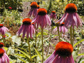 Purple Coneflower Seeds - Echinacea purpurea - 305 Pack for Garden Beds & Borders - Attracts Pollinators - GroCo USA