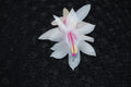 Christmas Cactus Starter Plant - Snow Fire Schlumbergera Truncata, Indoor Succulent, Red & White Blooms