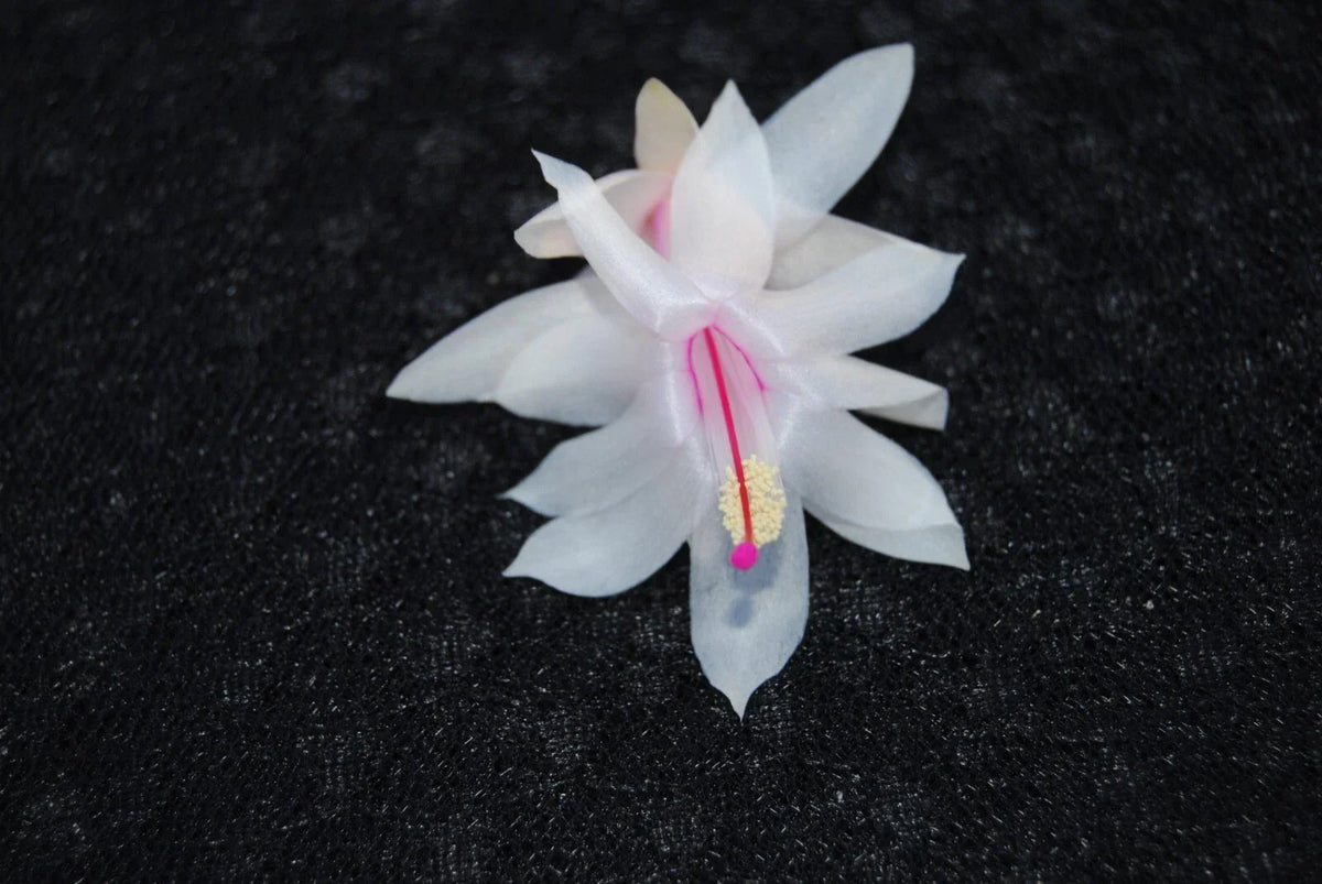 Christmas Cactus Starter Plant - Snow Fire Schlumbergera Truncata, Indoor Succulent, Red & White Blooms