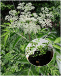 American Elderberry Starter Plant - Sambucus canadensis - Organic 2x3 Pot