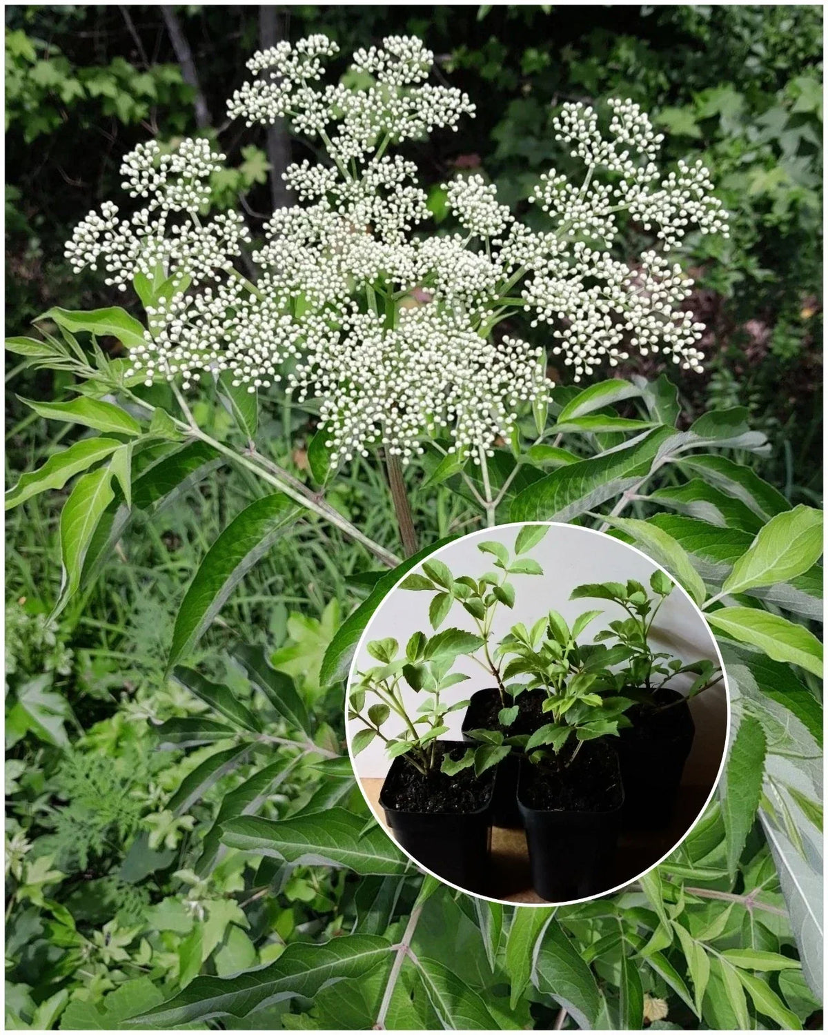 American Elderberry Starter Plant - Sambucus canadensis - Organic 2x3 Pot