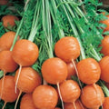 Parisian Carrot Seeds Mix - 1000+ Seeds, Daucus carota, Annual Root Vegetable for Garden, Raised Beds & Survival Plant Collection