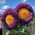 Giant Teddy Bear Sunflower Seeds 50pcs Purple-Yellow Helianthus annuus for Garden, Borders, Cut Flowers