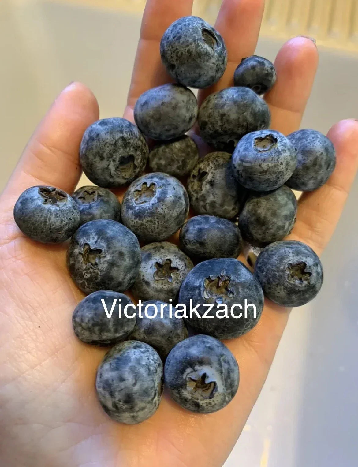 Organic Blueberry Seeds - Non-GMO Edible Garden Variety for Homegrown Vaccinium corymbosum