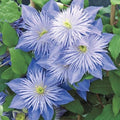 Light Blue Clematis Seeds - Perennial Climbing Vine for Garden, 25 Seeds - Clematis viticella, Flowering Plant