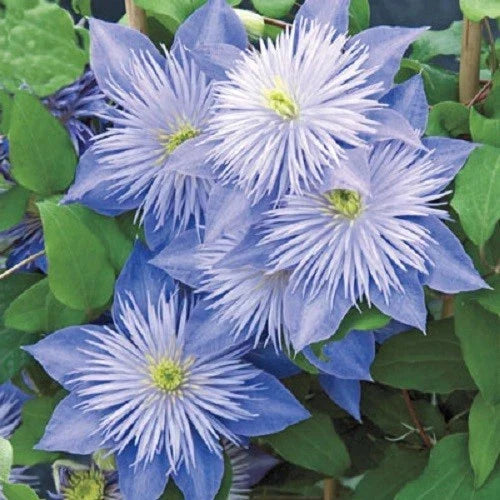 Light Blue Clematis Seeds - Perennial Climbing Vine for Garden, 25 Seeds - Clematis viticella, Flowering Plant