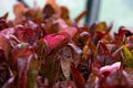 Organic Heirloom Seed - Super Red Romaine Lettuce - Lactuca sativa - Non-GMO, Salad Greens, Full Sun, Easy to Grow