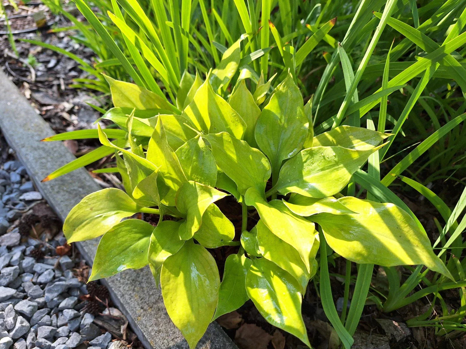 Hosta Luna Tick Perennial Shade Plant in 5.25" Pot, Variegated Foliage, Hosta 'Luna Tick'