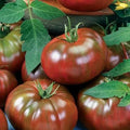 Chef's Choice Black Tomato Seeds - Organic Heirloom Solanum lycopersicum, 40 Pack, Non-GMO, USA Grown, Full Sun, Salad & Sauce