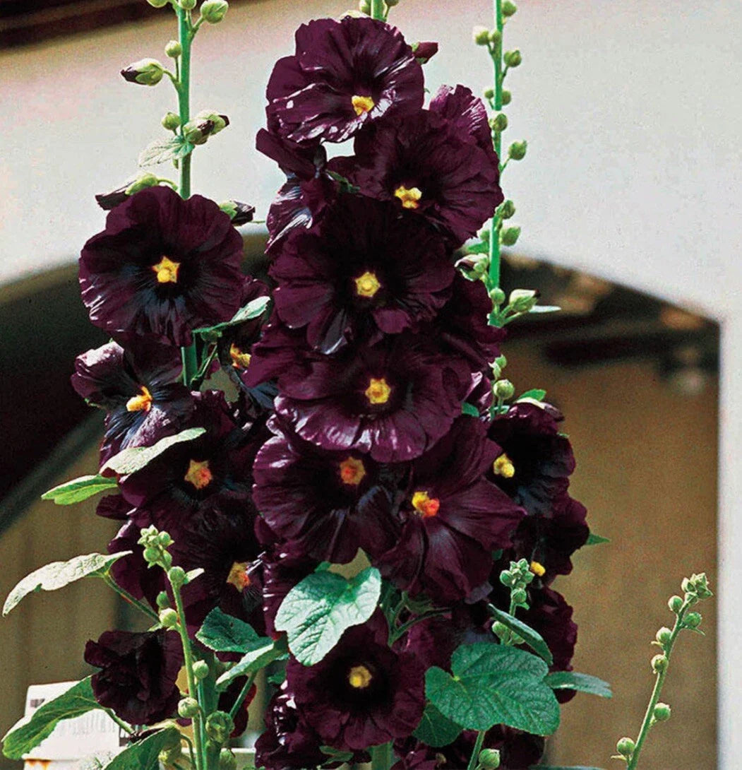 Black Hollyhock Seeds - 25+ Alcea rosea 'Nigra' Dark Purple Flowers for Gardens & Borders
