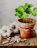 White Cotton Seeds Gossypium, Germination Tested, Easy to Grow, Fast Growing, Home Garden, DIY Crafts, USA