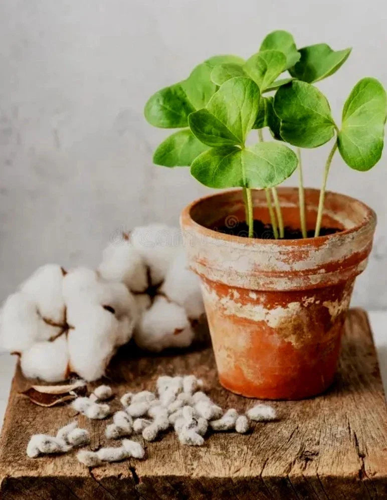 White Cotton Seeds Gossypium, Germination Tested, Easy to Grow, Fast Growing, Home Garden, DIY Crafts, USA