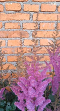 Astilbe Bare Root Plant - Purple Lance - Shade Garden Summer Flower - Astilbe chinensis