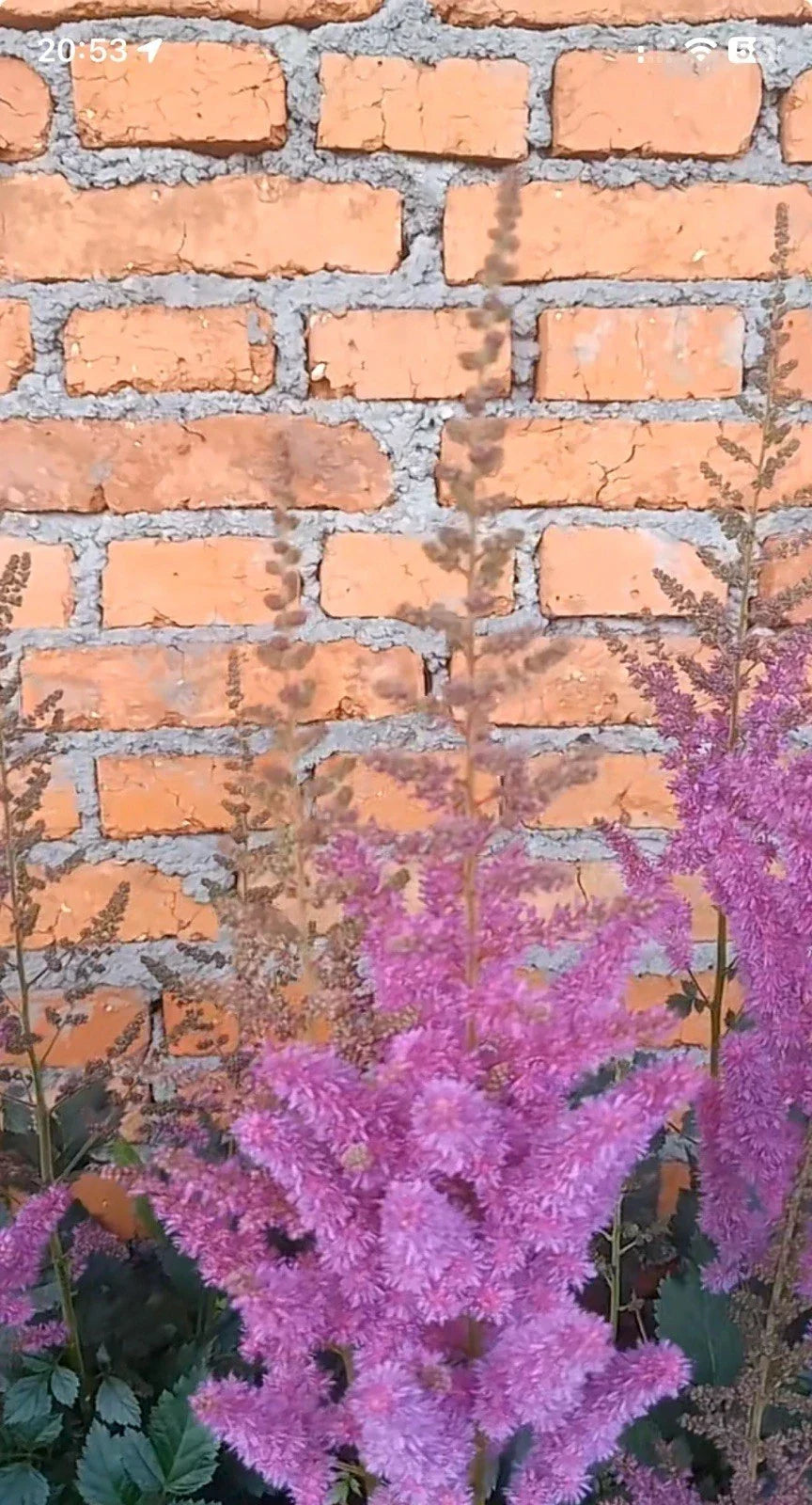 Astilbe Bare Root Plant - Purple Lance - Shade Garden Summer Flower - Astilbe chinensis