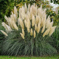 White Pampas Grass Seeds - Organic Cortaderia selloana for Landscaping, Borders & Garden Decor, 30 Seeds