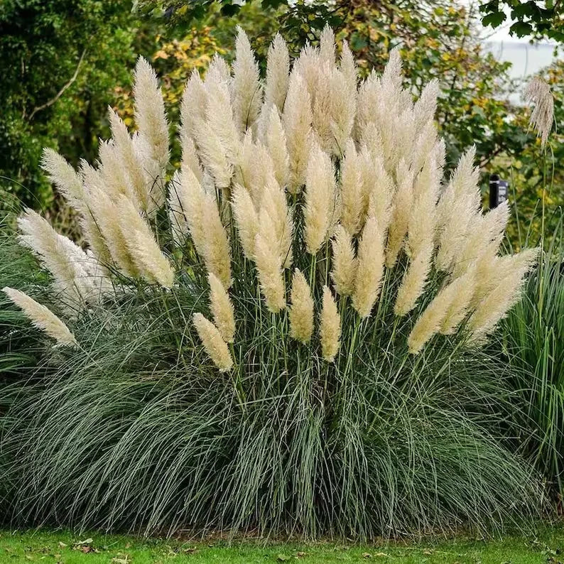 White Pampas Grass Seeds - Organic Cortaderia selloana for Landscaping, Borders & Garden Decor, 30 Seeds