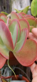 Succulent Live Plant - Flapjack Kalanchoe, Pink Variegation, Kalanchoe thyrsiflora, Bare Root