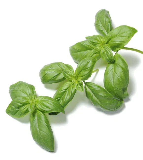 Organic Basil Seeds 500 Count - Super Sweet Ashalim - Non-GMO, Heirloom Ocimum basilicum for Gardening