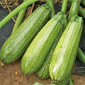 Grey Zucchini Seeds | Mexican Gray Calabacita Courgette Kousa | Heirloom Cucurbita pepo, Bush-Type, Full Sun, Organic, 20 Seeds