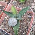 Agave Neomexicana Bare Root Plant | Succulent, Drought-Tolerant Desert Plant, Native to Southwestern US