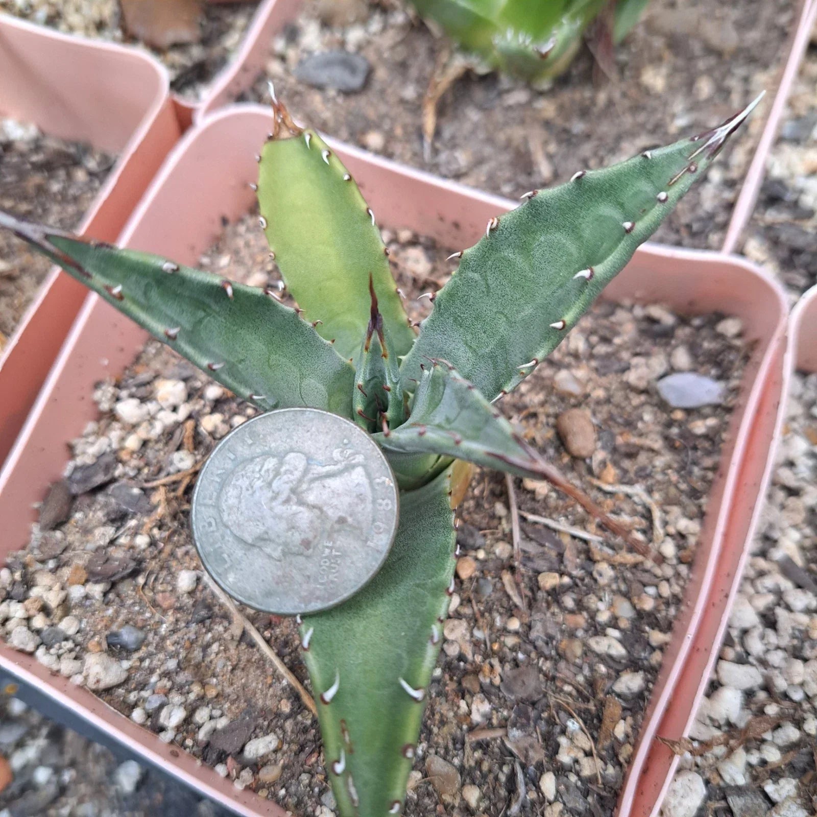 Agave Neomexicana Bare Root Plant | Succulent, Drought-Tolerant Desert Plant, Native to Southwestern US