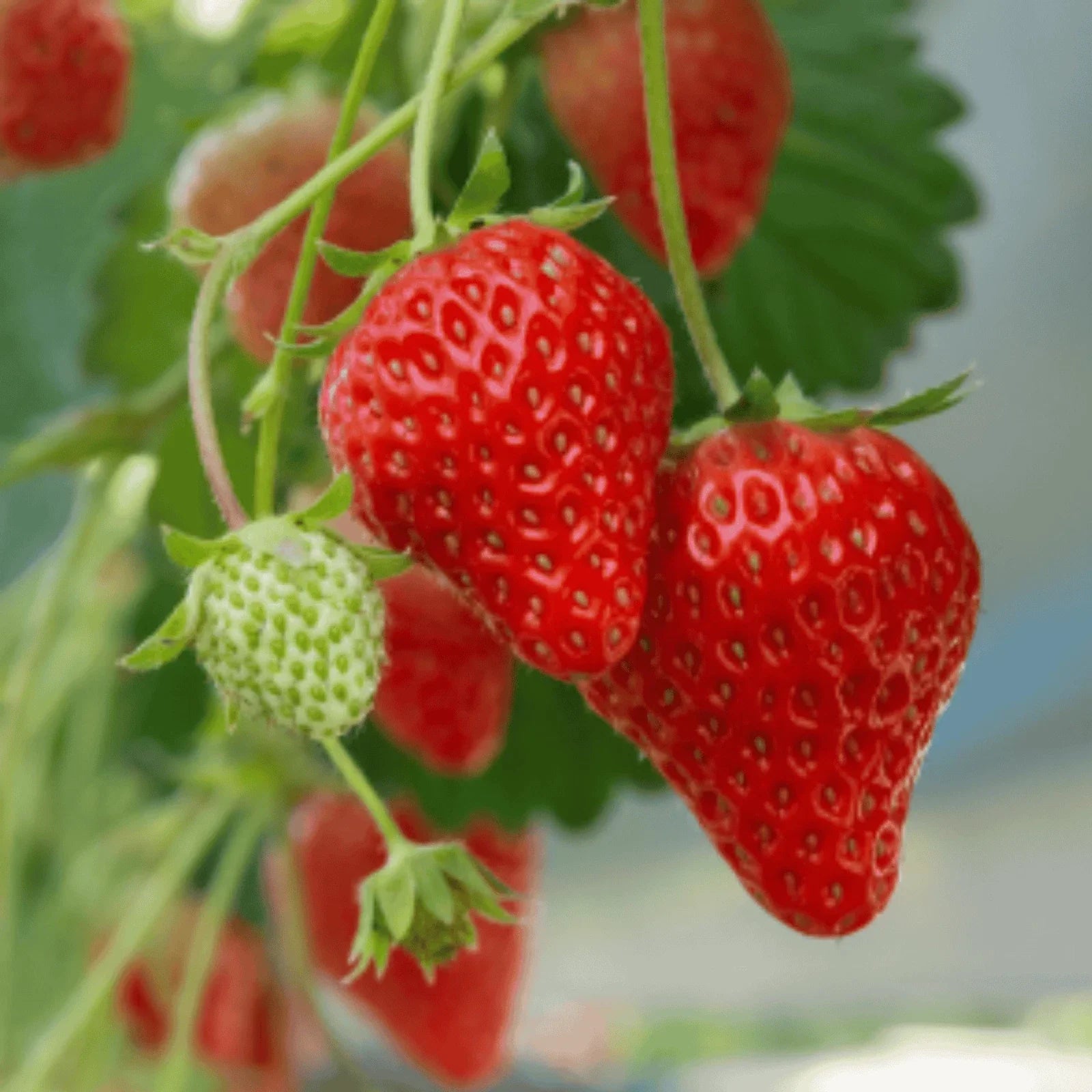 Earliglow Strawberry Roots - Bare Root June-Bearing Fragaria x ananassa for Home Gardens & Containers