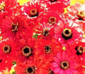Zinnia Seeds Salmon Queen – Non-GMO Flower Garden Seeds – Zinnia elegans – Bright Salmon Blooms – 100+ Seeds Pack