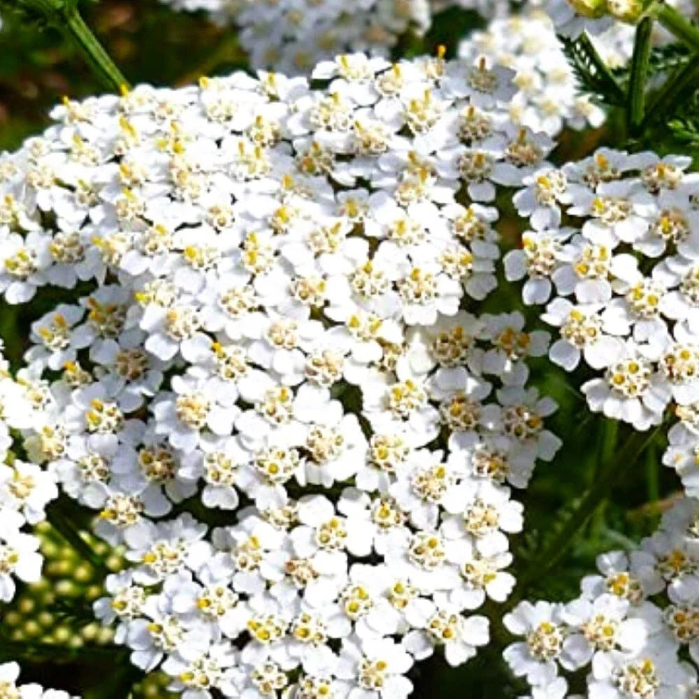 White Yarrow Seeds - Achillea millefolium - Heirloom NON-GMO Garden Seeds for Pollinators and Borders
