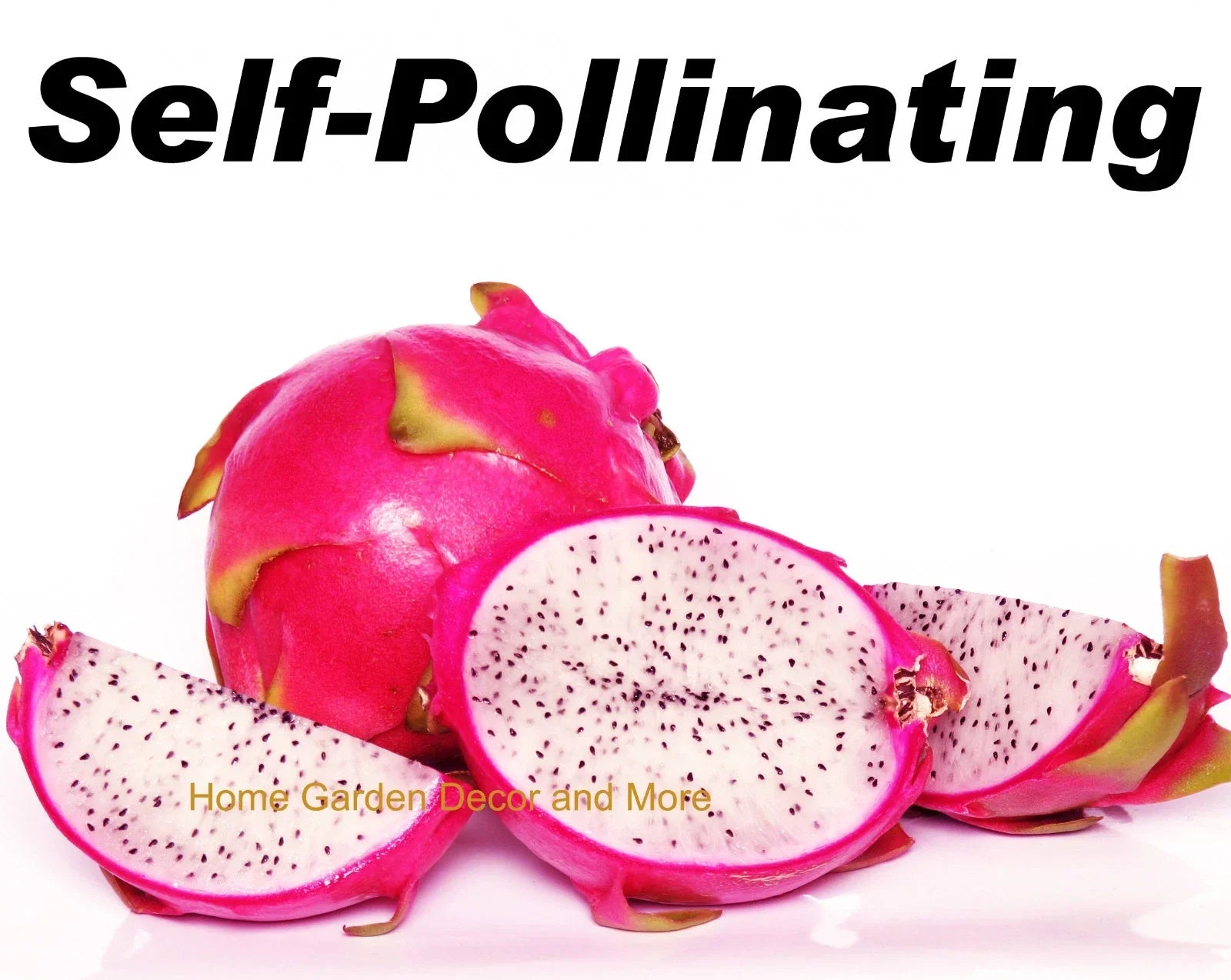 Rooted Vietnamese Dragon Fruit Plants 5-Pack, White Flesh Pitaya, Self-Pollinating, Hylocereus undatus, Cactus, Tropical Fruit