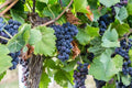 Concord Grape Seeds - Organic Vitis labrusca - High Yield Climbing Vine for Juicing & Winemaking