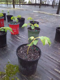 Muntingia Calabura Live Plant 10 Pack - Rare Strawberry Tree Tropical Fruit Plant for Garden & Landscape