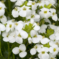 White Rock Cress Seeds - Arabis Alpina Perennial Groundcover - 200+ Seeds for Borders, Pathways & Sloped Areas