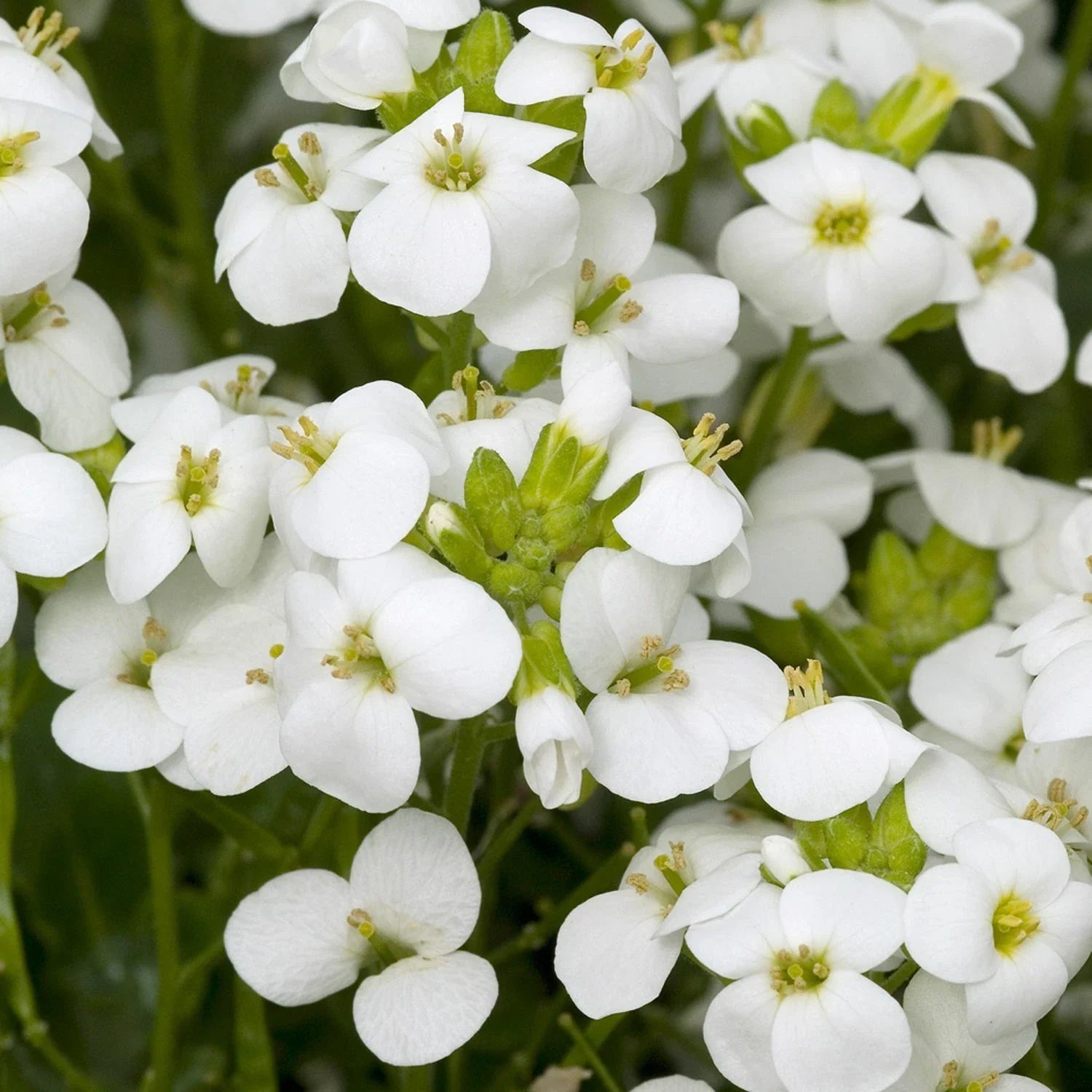 White Rock Cress Seeds - Arabis Alpina Perennial Groundcover - 200+ Seeds for Borders, Pathways & Sloped Areas