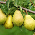 Kieffer Pear Tree Cuttings - 8 Unrooted Stem Propagation Clippings, Cold Hardy (Zones 4-9), Fruit Tree Gardening Supplies
