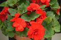 Begonia Seeds 1000 Count - Bright Red Nonstop Begonia x tuberhybrida for Gardens & Containers