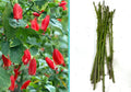 Giant Mexican Fire Cracker Sleepy Hibiscus Cuttings - 8 Unrooted Malvaviscus arboreus Var. Drummondii